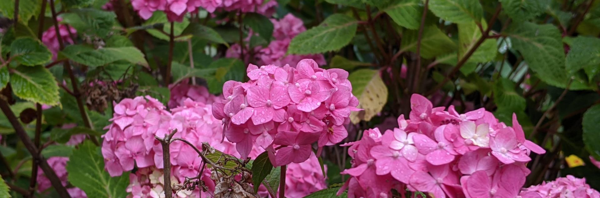 Pink flowers