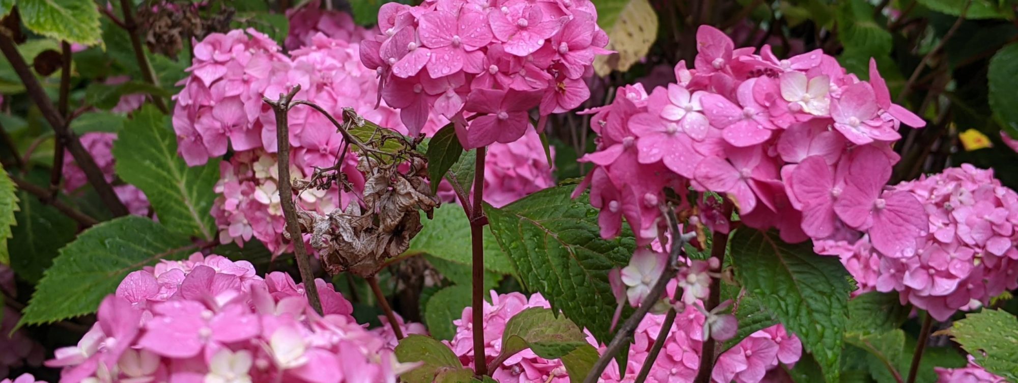 Pink flowers