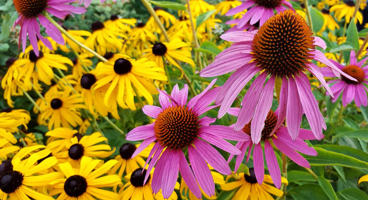 Black eyed susans Purple coneflowers