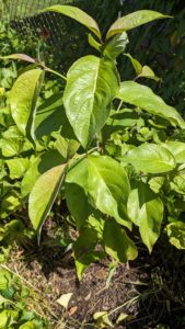 White dogwood sapling. 3 feet tall. 16 large oval shaped leaves on a slender truck.