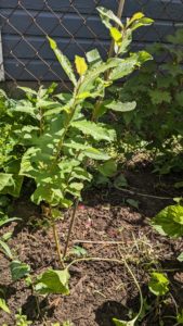 2-3 foot tall pussy willow tree sapling. Long green leaves on a slender trunk.