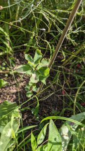 1 foot tall service berry tree sapling. Small ruffled green leaves on a small stem. 