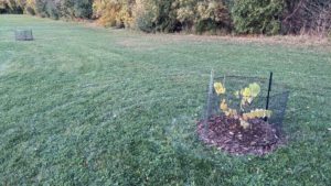 Small tree in a yard surrounded by a fence. 