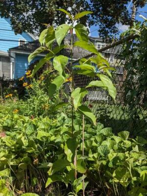 A small leafy tree growing in a backyard