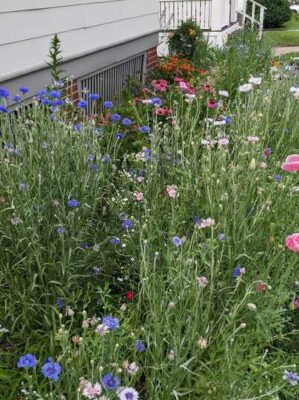 A front lawn full of blue and purple cornflowers.