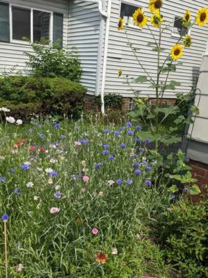 Yellow sunflower over cornflowers in a front yard. 